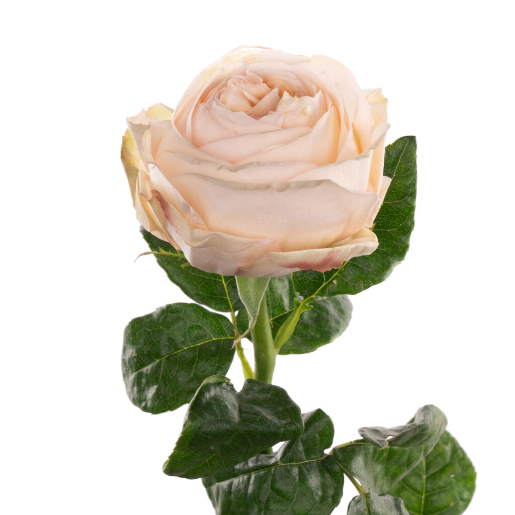 🌷 rroз gr -krem chspreшn kupytath optom -nomoskwer | 